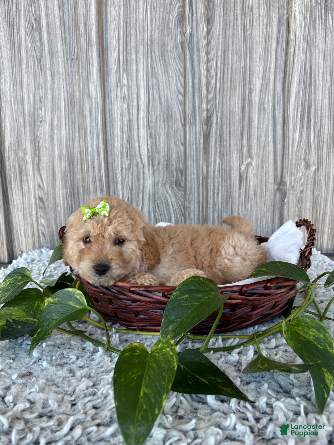 Mini Goldendoodle dogs for sale: Angie - Image 14