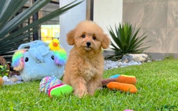 Maltipoo dogs for sale: King Jr - Image 1