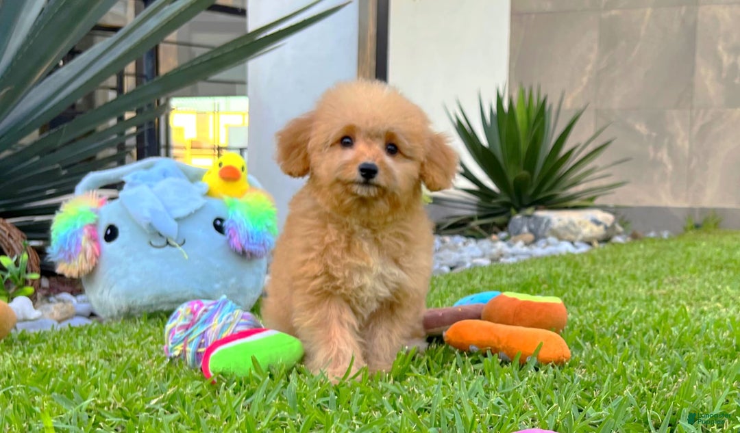 Maltipoo dogs for sale: King Jr - Image 1
