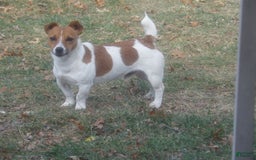 Jack Russell Terrier dogs for sale: Foster - Image 23