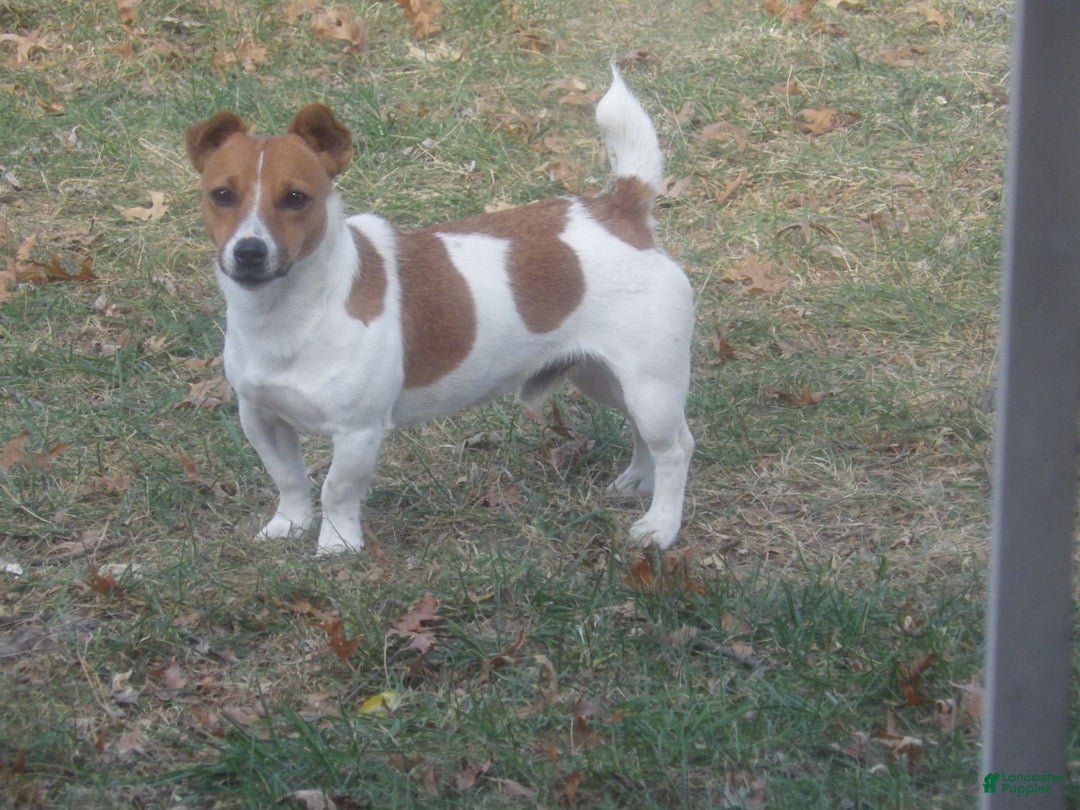 Jack Russell Terrier dogs for sale: Foster - Image 23