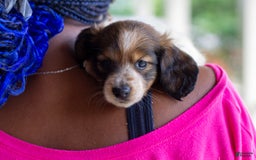 Miniature Dachshund dogs for sale: Bear - Image 8