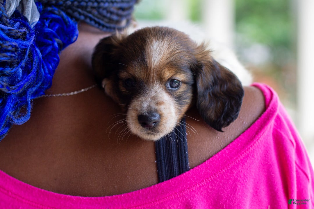Miniature Dachshund dogs for sale: Bear - Image 8