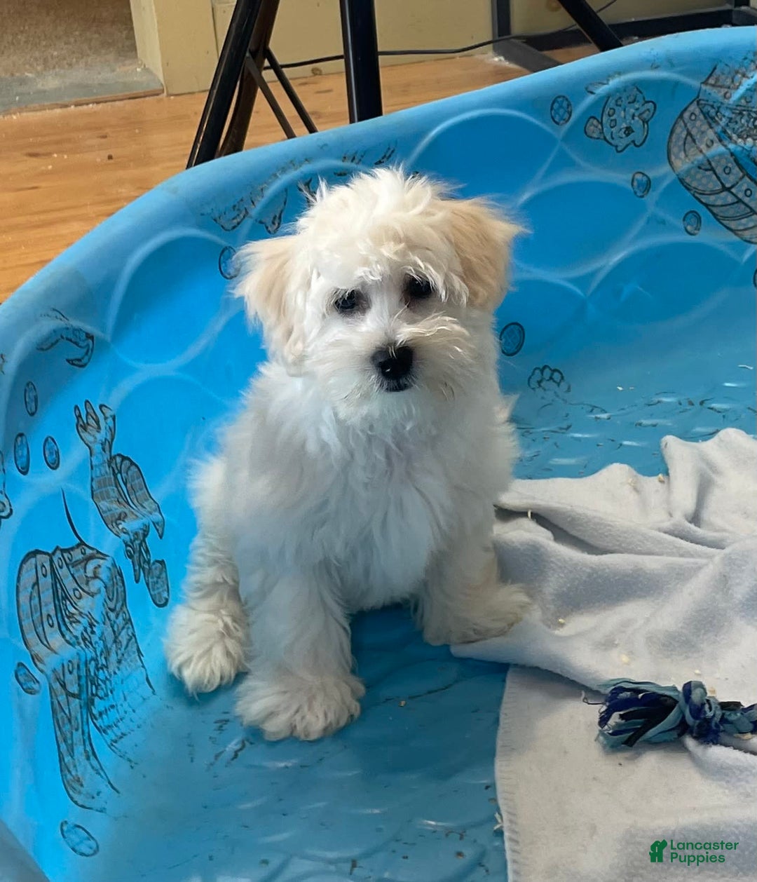 Coton De Tulear dogs for sale: Merlin - Image 4