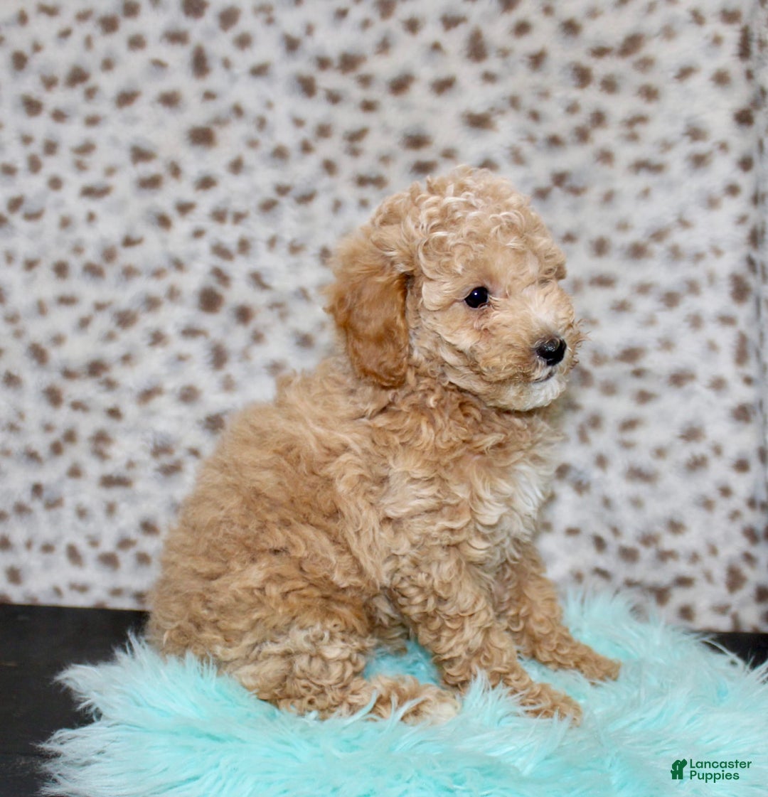 Miniature Poodle dogs for sale: Charles - Image 8