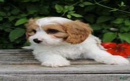 Cavapoo dogs for sale: Monty - Image 3
