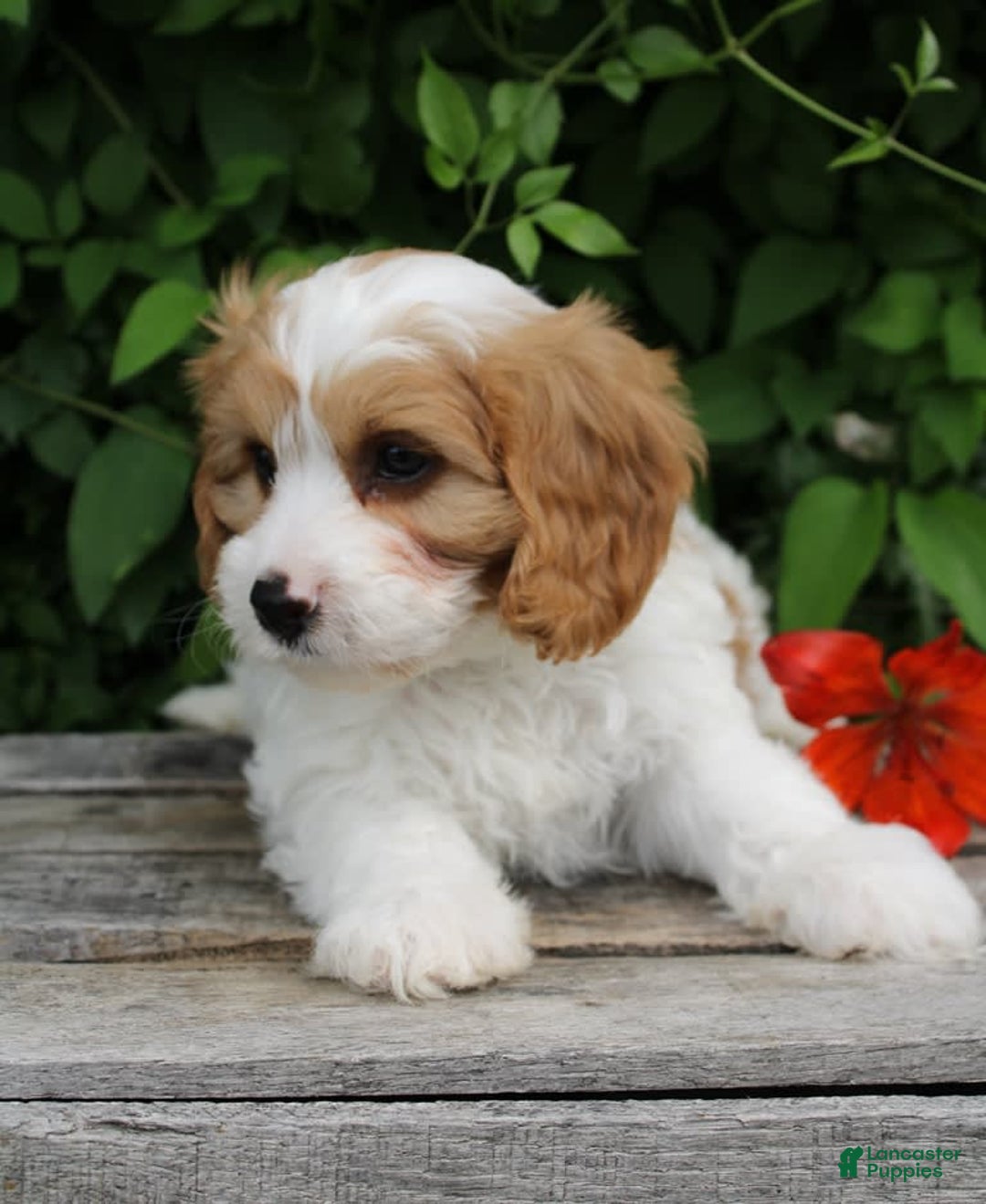 Cavapoo dogs for sale: Monty - Image 3