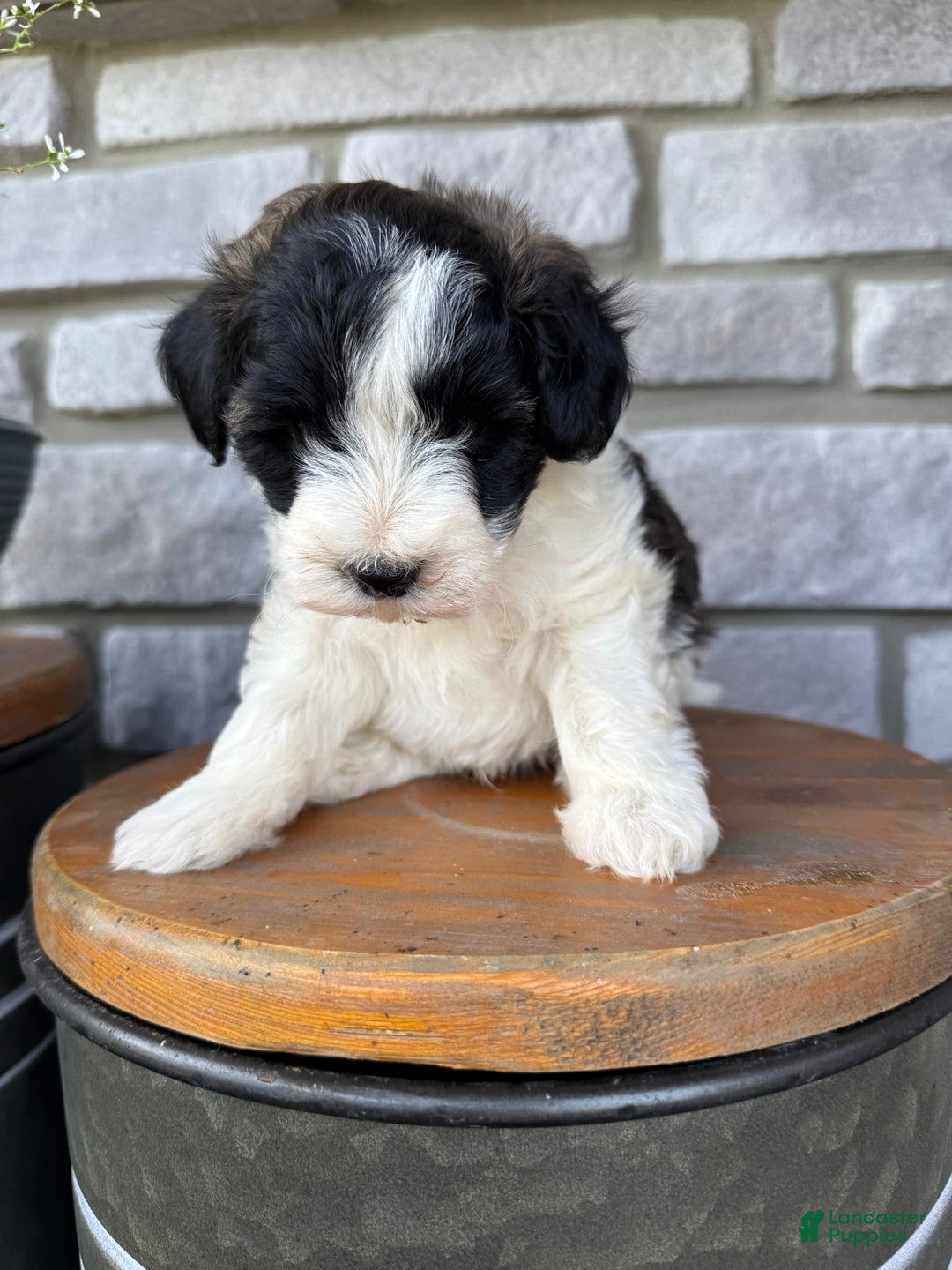 Teddy Bear dogs for sale: Elliott - Image 12