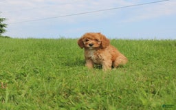 Cavapoo dogs for sale: Angela - Image 1