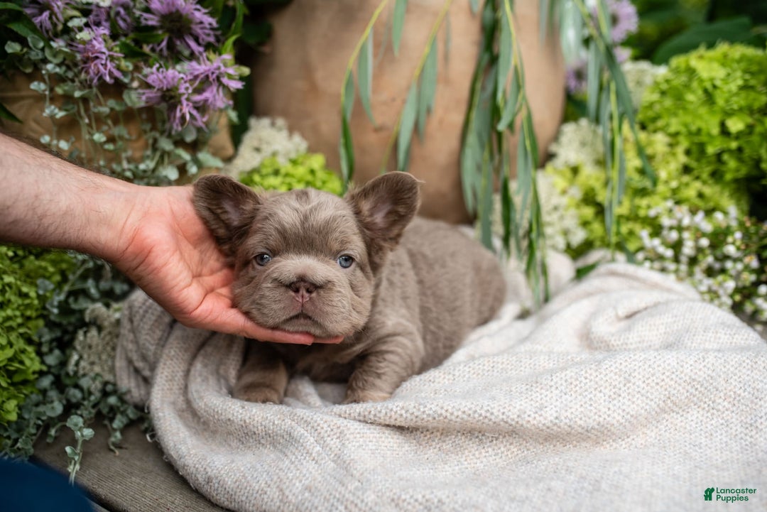 French Bulldog dogs for sale: Pearl - Image 2