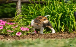 Beagle dogs for sale: Eclair - Image 14