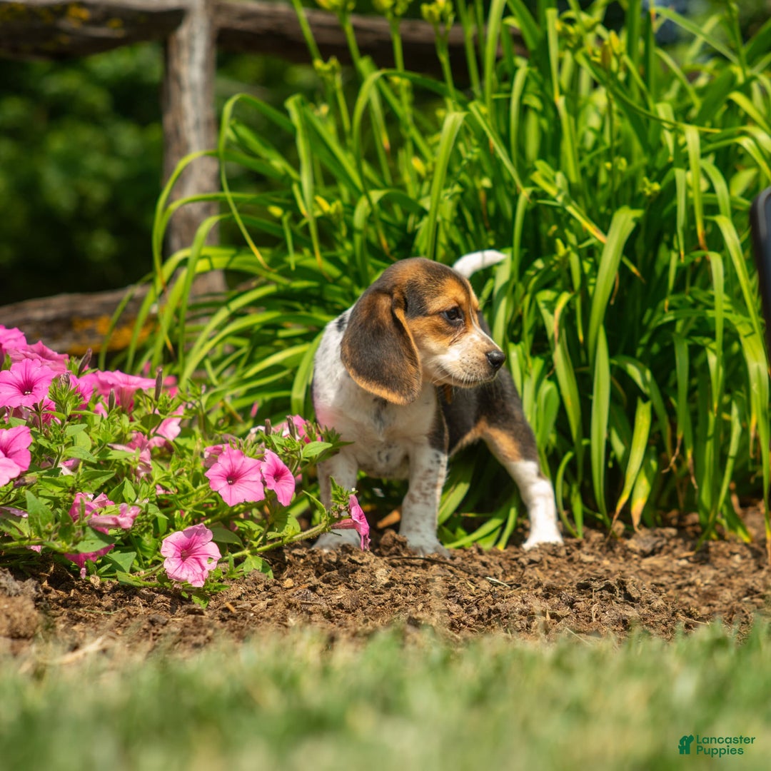 Beagle dogs for sale: Eclair - Image 14