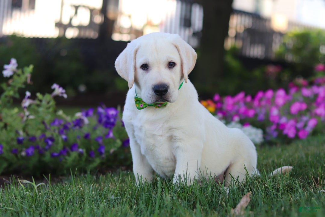 Labrador Retriever dogs for sale: Sammy - Image 4