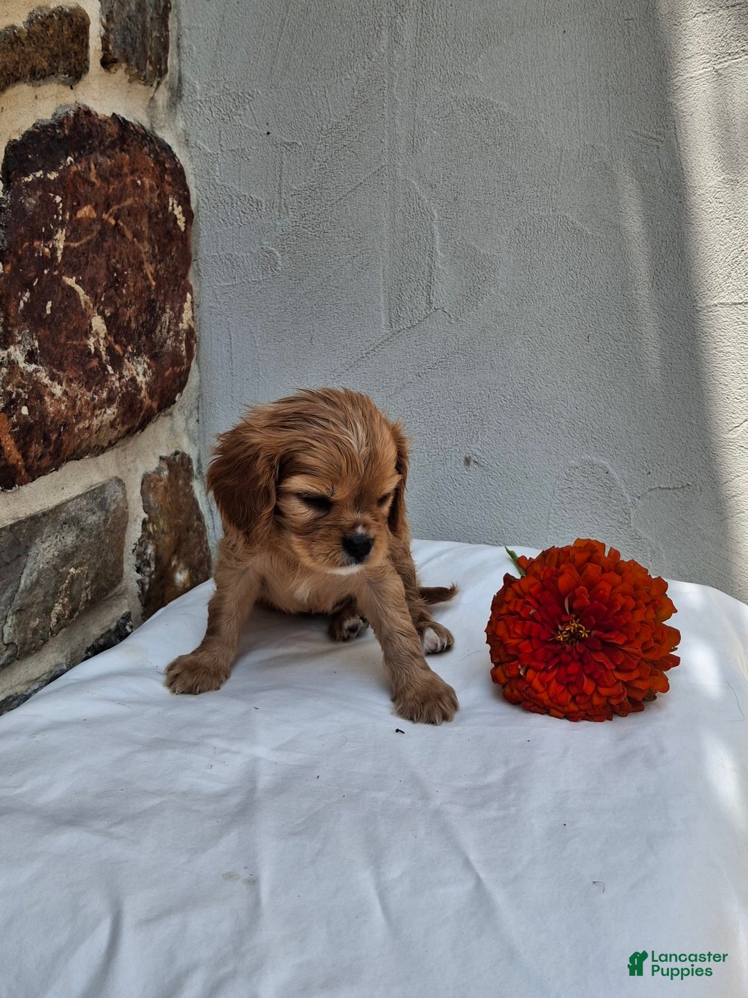 Cavalier King Charles Spaniel dogs for sale: Starlight - Image 4