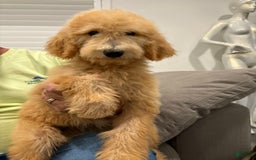 Goldendoodle dogs for sale: Leo - Image 2