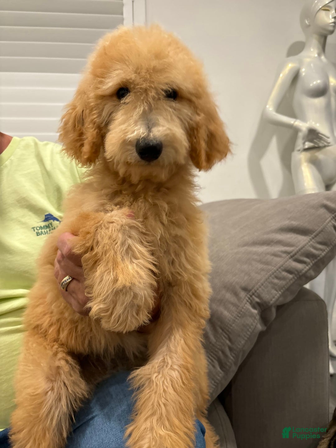 Goldendoodle dogs for sale: Leo - Image 2
