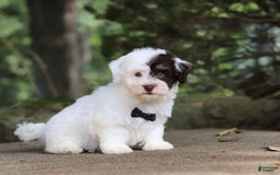 Havanese dogs for sale: Hayes - Image 2