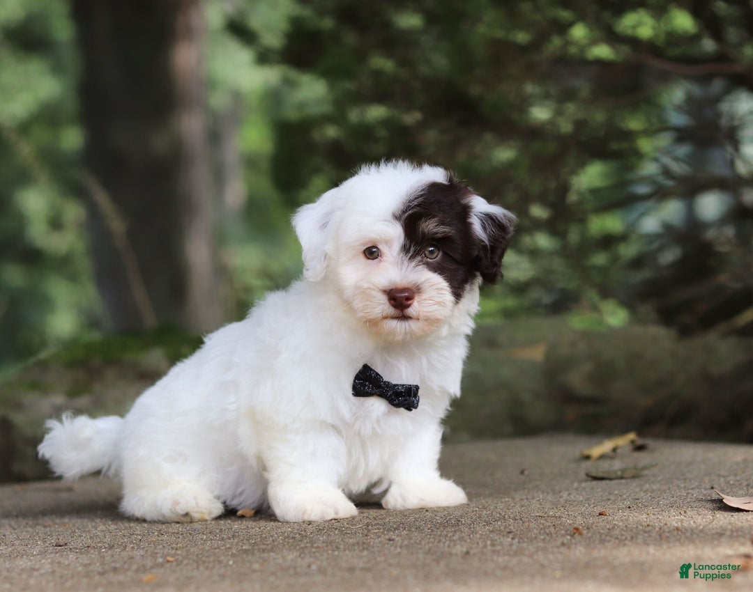 Havanese dogs for sale: Hayes - Image 2