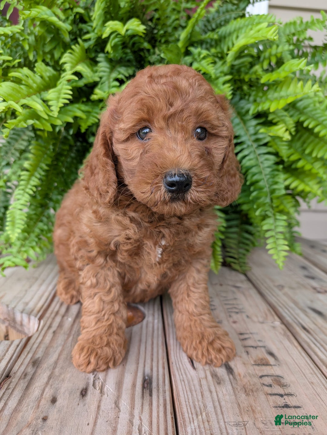 Mini Goldendoodle dogs for sale: Mini -kobe - Image 28