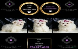 Maltese dogs for sale: Mizzie - Image 7