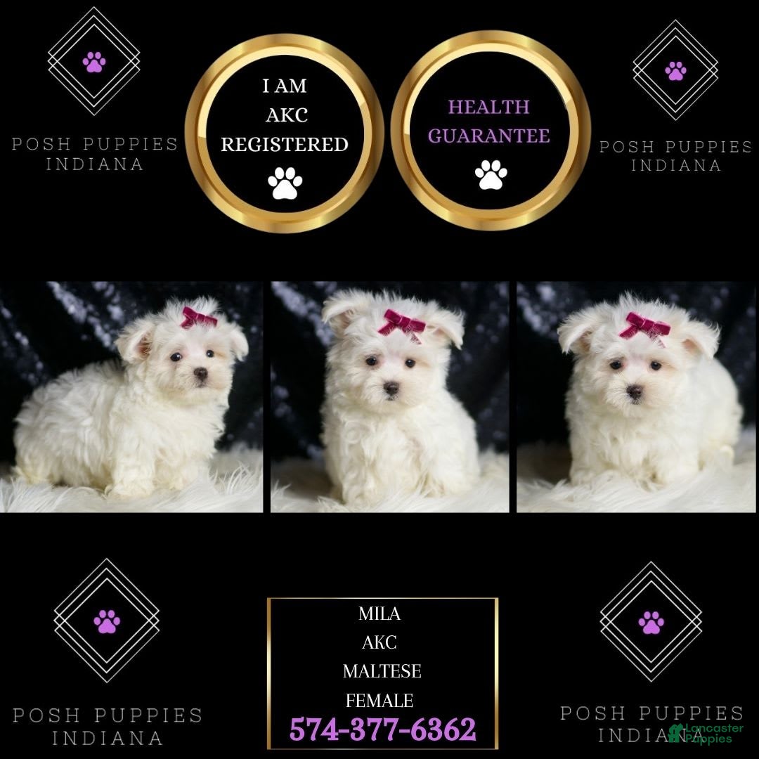 Maltese dogs for sale: Mizzie - Image 7