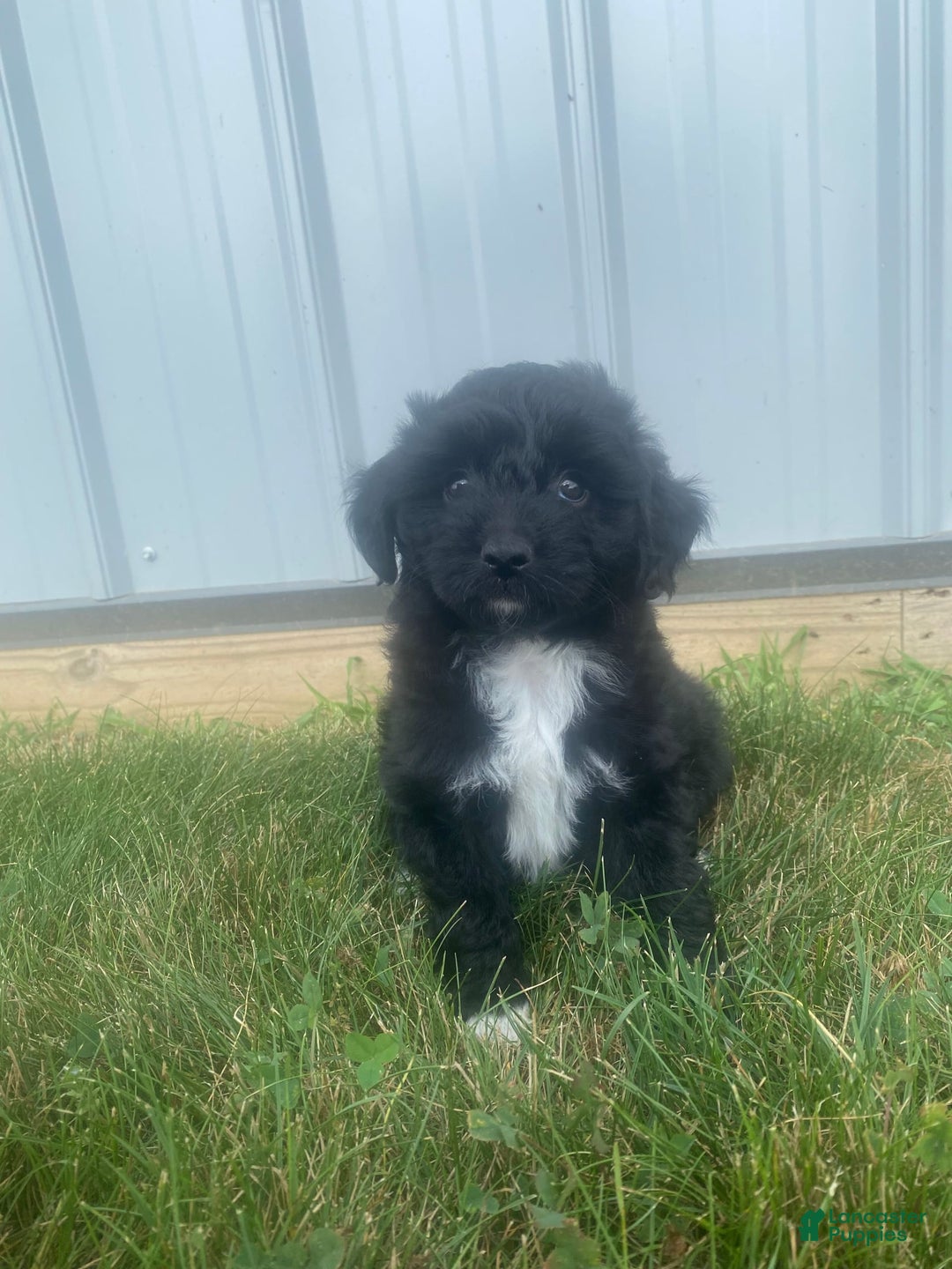 Mini Aussiedoodle dogs for sale: Rowdy - Image 14