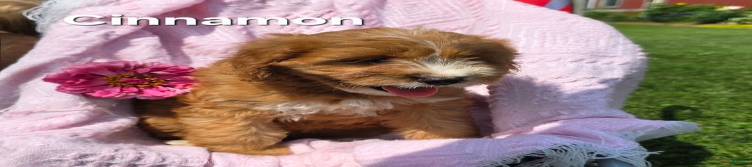 Cinnamon