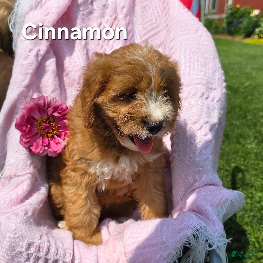 Cavapoo dogs for sale: Cinnamon - Image 2