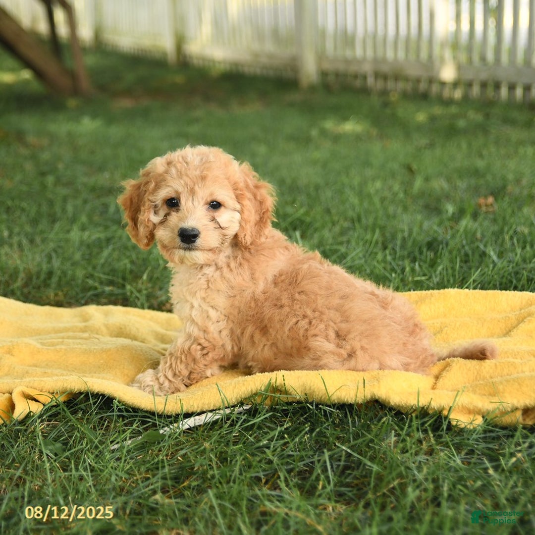 Cockapoo dogs for sale: Huckleberry Finn - Image 3