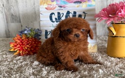 Cavapoo dogs for sale: Jewel - Image 4