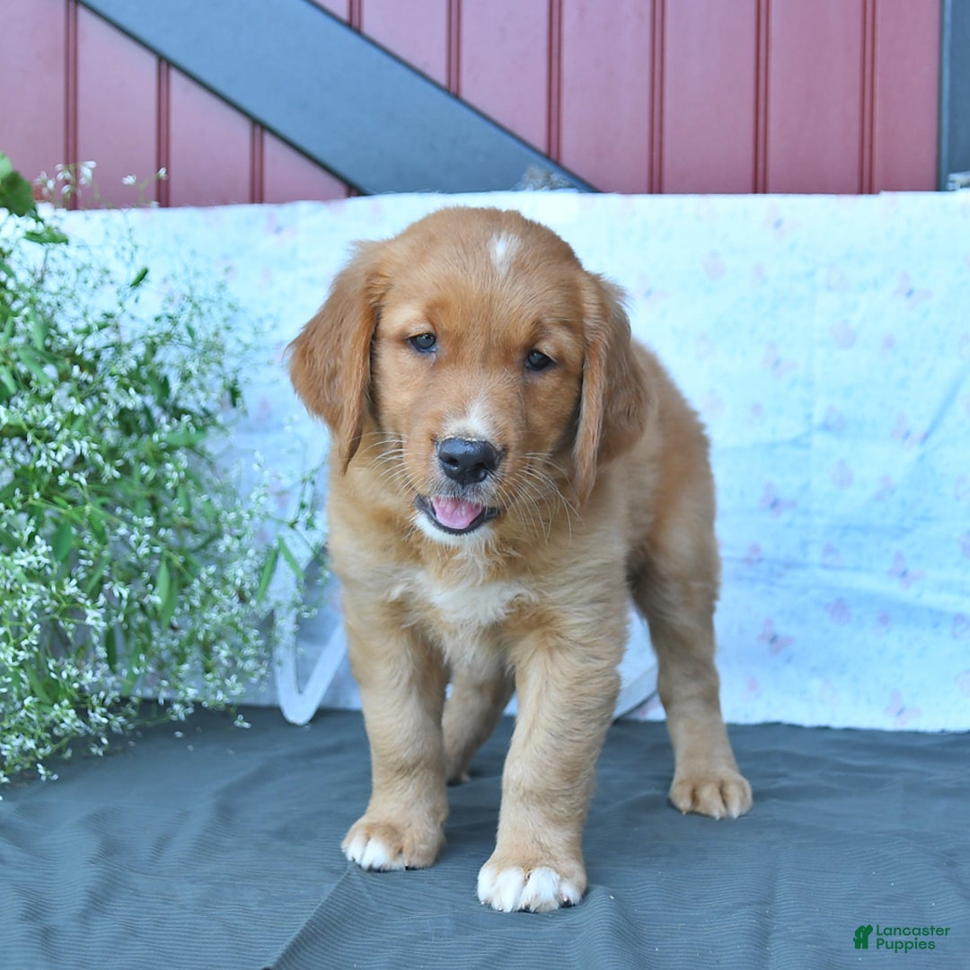 Golden Retriever dogs for sale: Caramello - Listing for pets: Cookie, Coffee, Caramello, Champ, Charmer, Carmela, Cocoa, Creme - Image 3