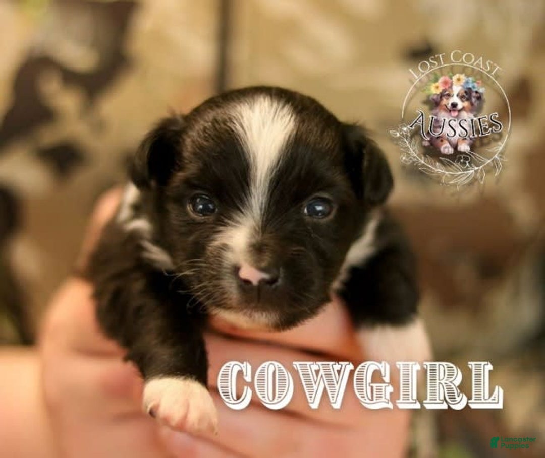 Miniature Australian Shepherd dogs for sale: Cowgirl - Image 3