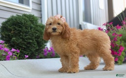 Goldendoodle dogs for sale: Sierra - Image 6