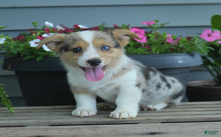 Welsh Corgi Pembroke dogs - Advert 20