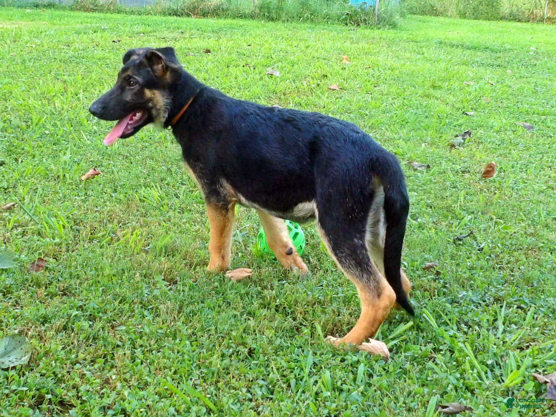 German Shepherd dogs for sale: Amarillo - Image 6