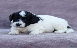 Goldendoodle dogs for sale: Orchid - Image 8