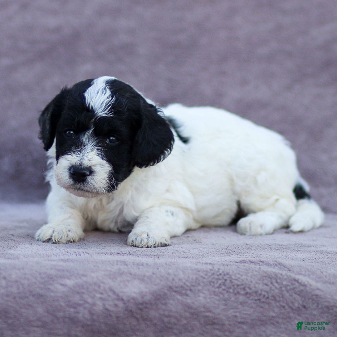 Goldendoodle dogs for sale: Orchid - Image 8