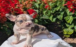 Frenchton dogs for sale: Namor - Image 1