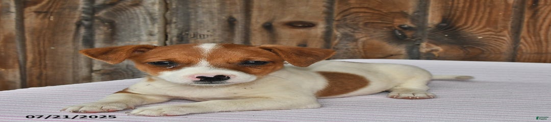 Oscar