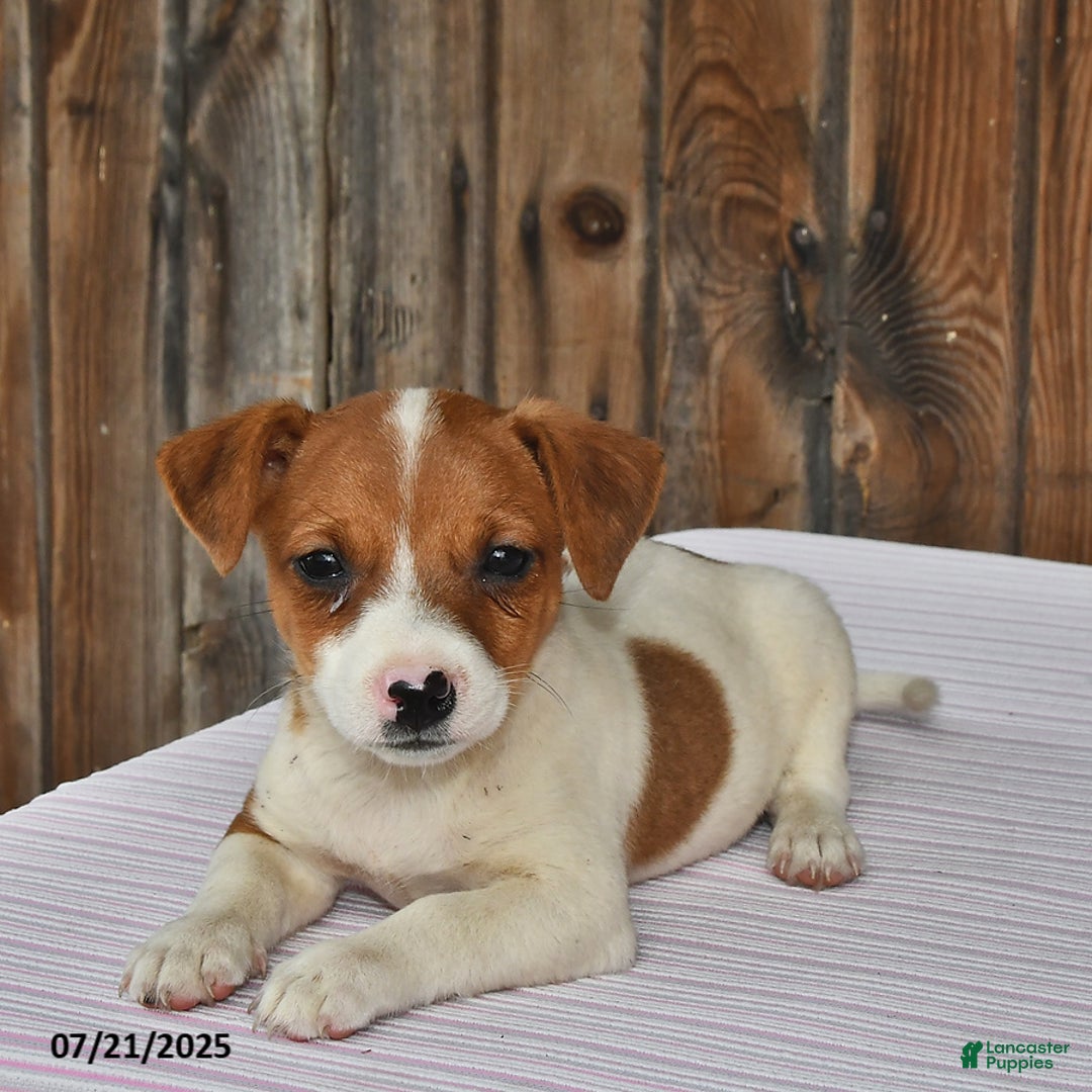 Jack Russell Terrier dogs for sale: Oscar - Image 2