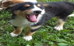 Miniature Australian Shepherd dogs for sale: Sissy - Image 3