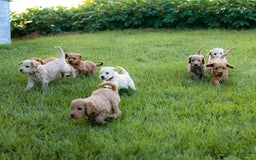 Mini Goldendoodle dogs for sale: Kole - Image 3
