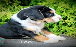 Beabull dogs for sale: Leo - Image 5