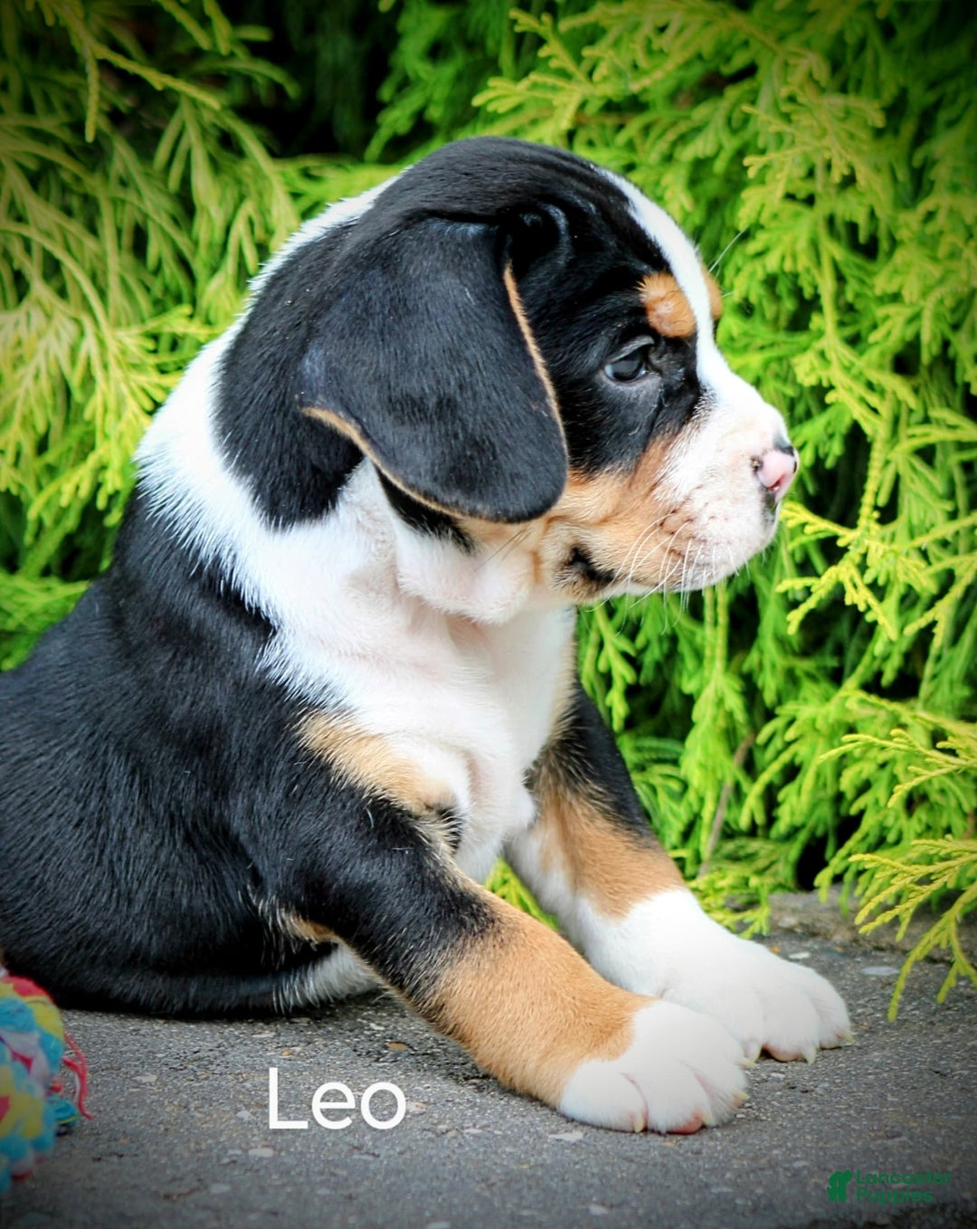 Beabull dogs for sale: Leo - Image 5