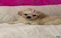 Shihpoo dogs for sale: Diva - Image 2