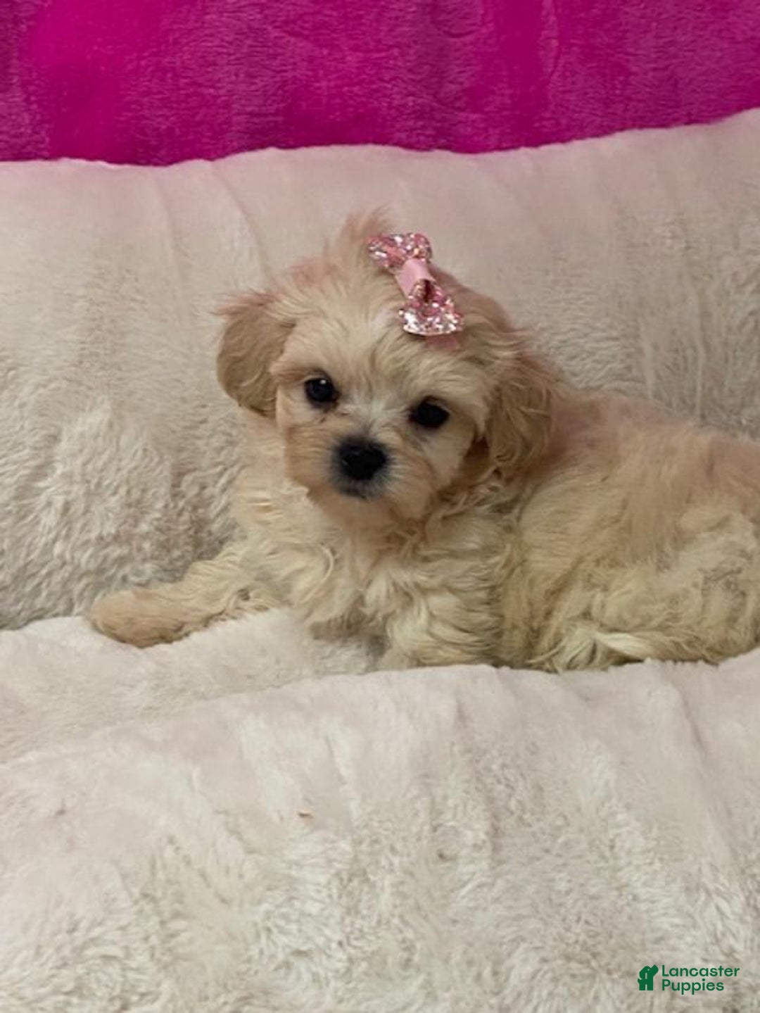 Shihpoo dogs for sale: Diva - Image 2