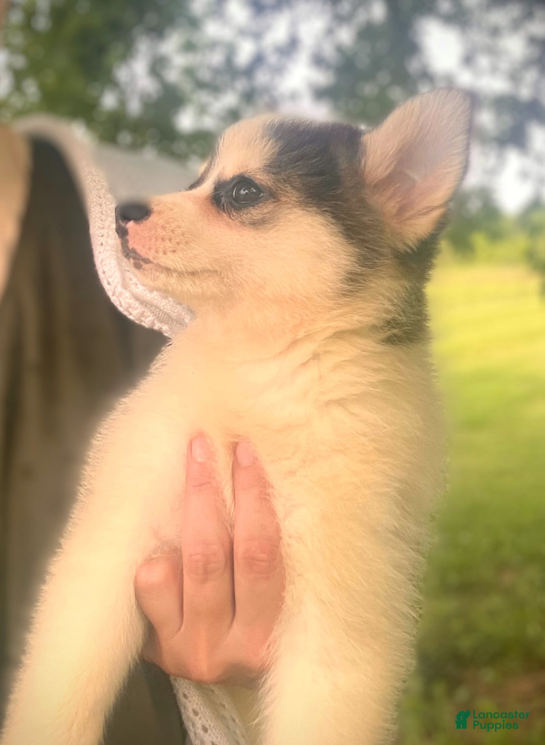 Pomsky dogs for sale: Sweet Girlie - Image 21