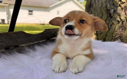 American Corgi dogs for sale: Lily - Image 1