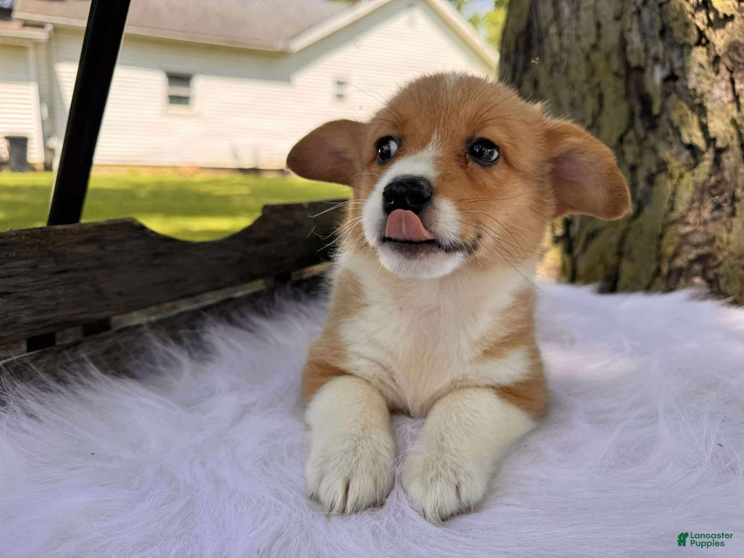 American Corgi dogs for sale: Lily - Image 1