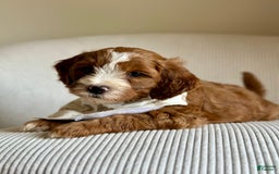 Mini Goldendoodle dogs for sale: Ranger - Image 3